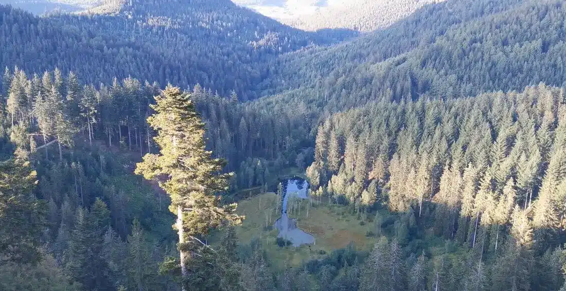 Ellbachsee Kniebis