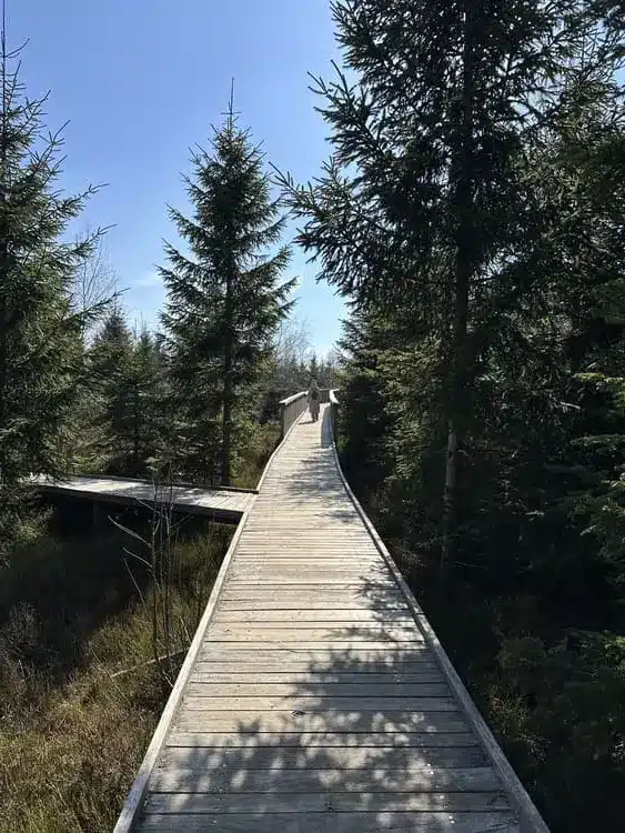 Wanderin auf dem Holzsteg im Frühling