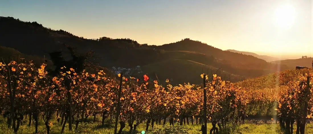 Sasbachwalden Weinberge